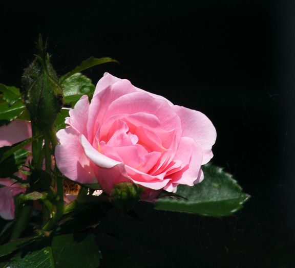 Baby Blanket photo bb2013_06190018_zps5eb5f7da.jpg